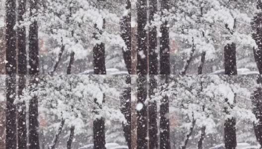 雪花落在松树上，冬天的景色高清在线视频素材下载