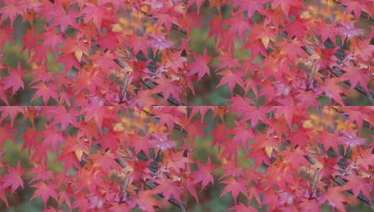 4k美丽的日本秋色高清在线视频素材下载