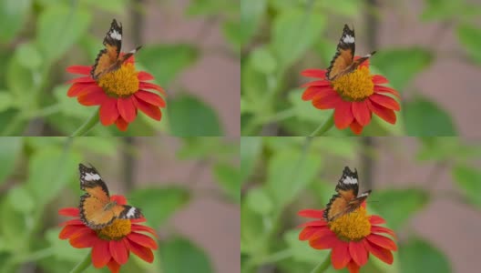 帝王蝶，慢镜头高清在线视频素材下载