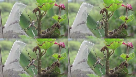 花园蜘蛛网蛛形纲动物高清在线视频素材下载