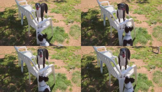 一只狗在狗公园和意大利灰狗玩耍高清在线视频素材下载