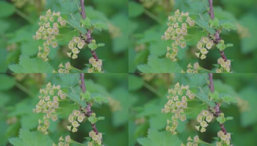 龙葵属植物的小花高清在线视频素材下载