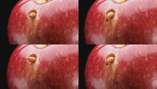 幼虫以一个红色的苹果为食，并在上面咬了一个洞，特写高清在线视频素材下载