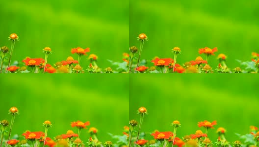 绿色背景上的红花。高清在线视频素材下载