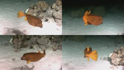 黄箱鲀:介形鱼科，在红海中有斑点。高清在线视频素材下载