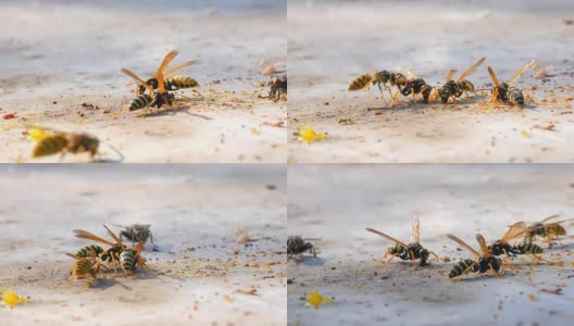 宏观观黄蜂，蜜蜂和蚂蚁吃蜂蜜高清在线视频素材下载