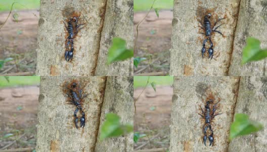 蚂蚁们正在帮助运送死蝎子到树上。高清在线视频素材下载