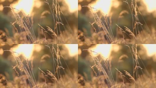 夕阳下田野里的干草高清在线视频素材下载