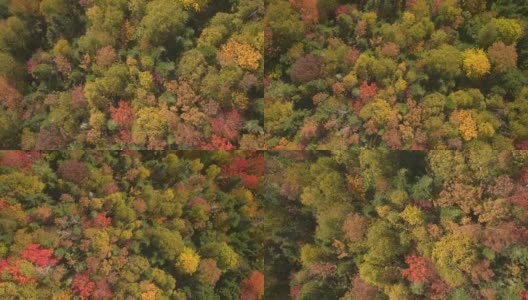 在美丽的落叶森林里，色彩鲜艳的落叶和树冠高清在线视频素材下载