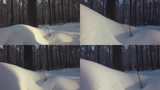 冬天的混交林里，积雪覆盖了阳光高清在线视频素材下载