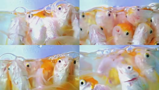 一群金鱼是红色的，白色的颜色，漂浮和游泳与泡沫，开放的坐骑看起来像他们饥饿的食物，他们需要喂养高清在线视频素材下载