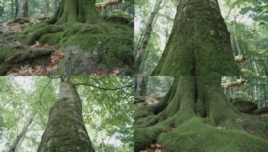 森林山毛榉树的特写高清在线视频素材下载