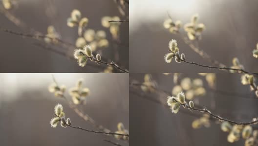 早春猫咪柳枝。自然春天的背景。在夕阳的余晖中，沿着开花的柳枝移动。有选择性的重点。慢动作视频。高清在线视频素材下载