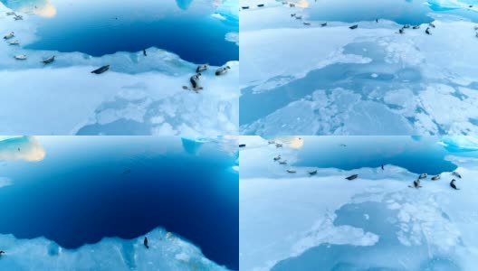 鸟瞰图，海豹躺在冰岛的白色浮冰上。海豹在蓝色的海旁边，有一只海豹在海里游泳。高清在线视频素材下载