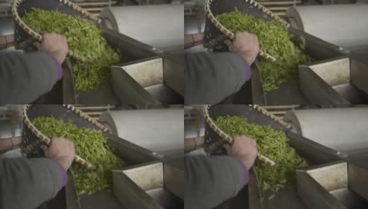 茶叶制作过程高清在线视频素材下载