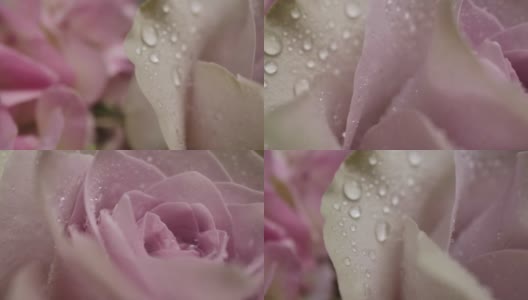 多莉微距拍摄美丽的玫瑰盛开的鲜花花束特写。高清在线视频素材下载