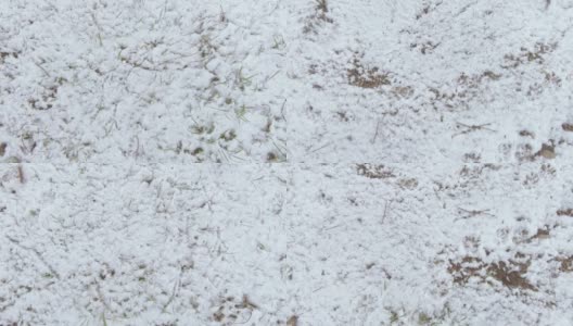 雪下的草坪草高清在线视频素材下载