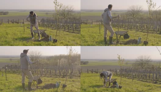 在阳光明媚、田园诗般的乡村山坡上，一名男子正在为果树挖洞高清在线视频素材下载