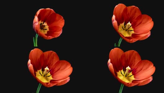 红色郁金香花在黑色背景上盛开的时间。高清在线视频素材下载