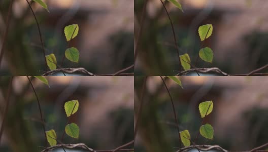 秋日树枝上的绿叶在风平浪静中移动，长焦拍摄了浅浅的景深，孤立无援高清在线视频素材下载