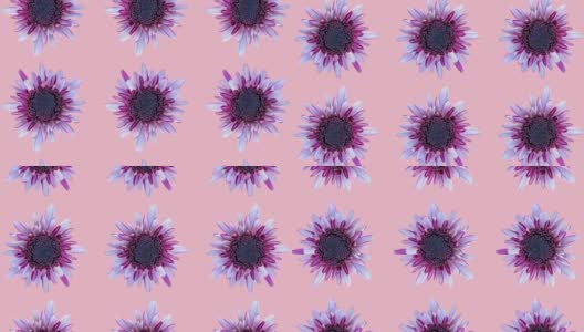 粉红色的菊花图案在粉红色的背景上。简单的运动图形花卉无缝循环动画高清在线视频素材下载