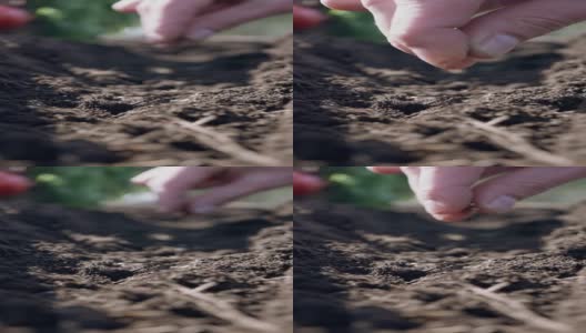 农民手工播种到土壤的特写高清在线视频素材下载