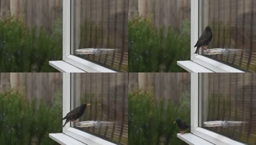 椋鸟从窗户喂鸟器中喂食高清在线视频素材下载
