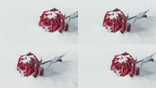 雪上的红玫瑰单色高清在线视频素材下载