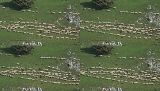 一群羊在山里成行走着高清在线视频素材下载