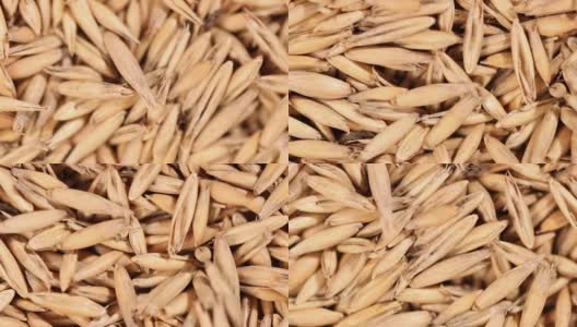 燕麦的旋转特写。大量的谷物。超级马里奥。粮食丰收。近距离高清在线视频素材下载