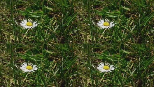 绿草中的白色雏菊高清在线视频素材下载