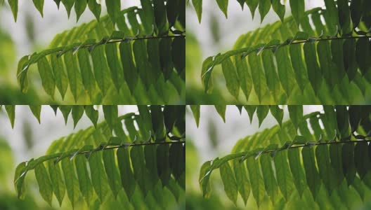 雨后花园的绿叶与雨季的特写——与大自然一起清新高清在线视频素材下载