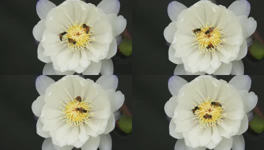 蜜蜂从莲花中采集花蜜和花粉高清在线视频素材下载