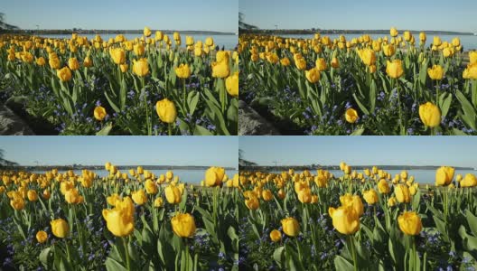 黄色春天郁金香，英吉利湾，温哥华高清在线视频素材下载