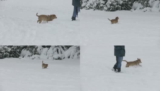 狗在雪中奔跑高清在线视频素材下载