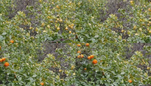 橙树，索勒，马略卡岛高清在线视频素材下载