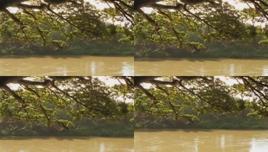 大树和河流背景高清在线视频素材下载