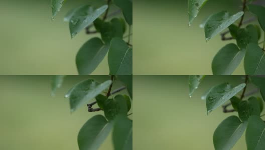人的手触摸绿叶，水滴从树叶上流过的4K超高清镜头，模糊了背景高清在线视频素材下载
