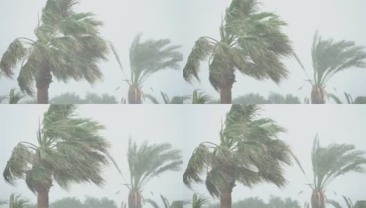 棕榈树在热带风暴的强风中摇曳。飓风暴雨。强热带风暴高清在线视频素材下载