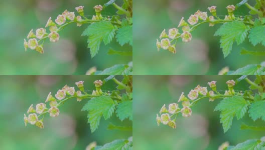 龙涎香龙涎香开的小而圆的花高清在线视频素材下载