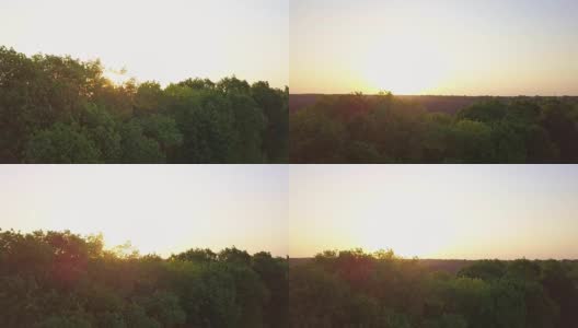 航拍全景视频从无人机在夏夜日落从树顶到农田，全高清分辨率视频。高清在线视频素材下载