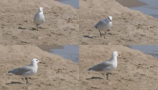 海鸥伴着海浪走在海边的沙滩上高清在线视频素材下载