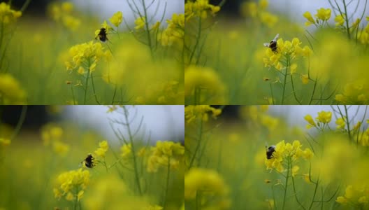 蜜蜂从芥菜花蜜中采集花蜜的慢动作。高清在线视频素材下载