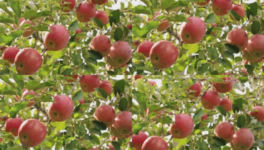 种植富士苹果品种。高清在线视频素材下载