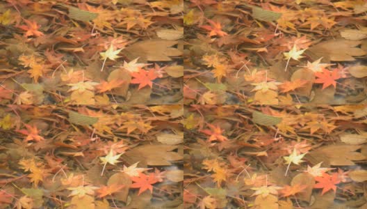 固定:枫叶的落叶在清澈的溪水底部高清在线视频素材下载