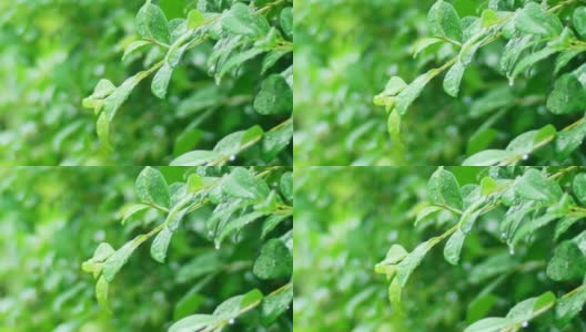 4K特写雨下在树上。白天，雨落在树叶上。小雨落在小树上。绿色自然的概念。高清在线视频素材下载