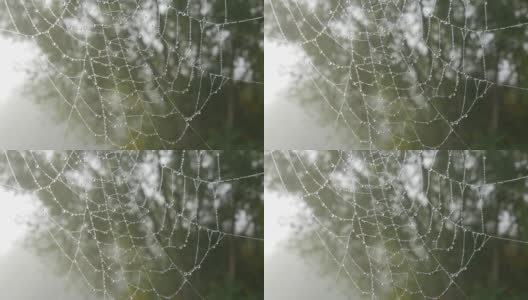 美丽的巨大蜘蛛网上有露珠或雨滴，秋天美学高清在线视频素材下载