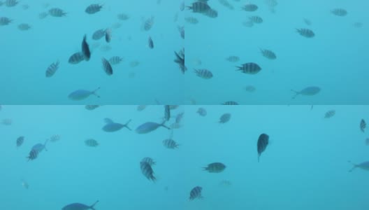 潜水时珊瑚礁和鱼类的水下世界。高清在线视频素材下载