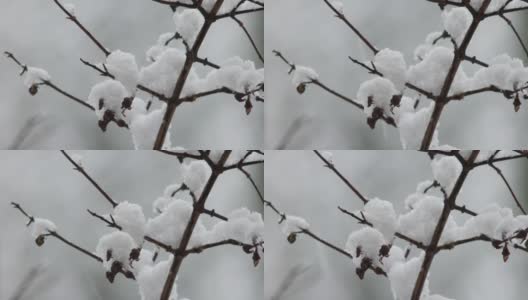 大雪落在灌木丛的树枝上。近距离远摄，实时拍摄，没有人高清在线视频素材下载