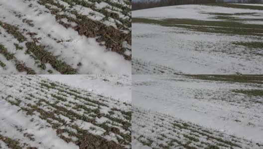 春雪洒满了农地的麦田，长满了绿芽高清在线视频素材下载